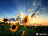 深车供应链管理有限公司