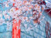 深车供应链管理有限公司