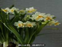 深车供应链管理有限公司