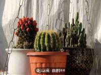 深车供应链管理有限公司