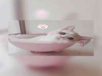 深车供应链管理有限公司