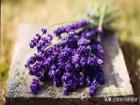 深车供应链管理有限公司